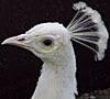 Vogelpark Deschka