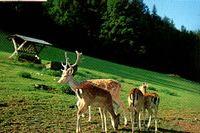 Sehensw�rdigkeiten in Bischofswiesen