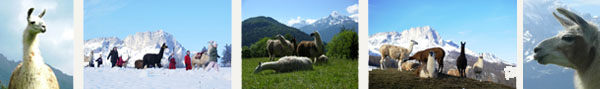 Lama-Wandern in Maria Gern