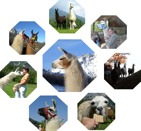 Lama-Wandern in Maria Gern