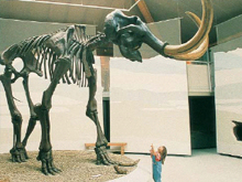 Naturkunde- und Mammutmuseum in Siegsdorf