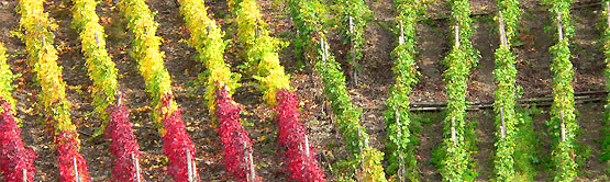 Der Ahrwein