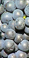 Der Ahrwein