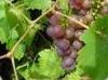 Das Heilbronner Weindorf