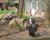 Wolfsgrube