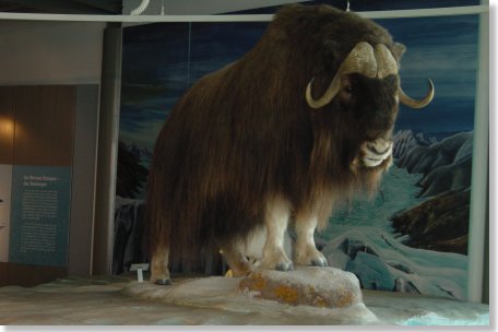 Bodensee-Naturmuseum 