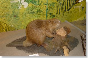 Bodensee-Naturmuseum 