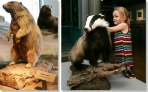 Bodensee-Naturmuseum 