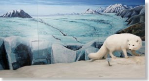 Bodensee-Naturmuseum 