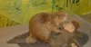 Bodensee-Naturmuseum 