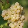 Bodenseewein