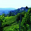 Winzer am Bodensee: Meersburg