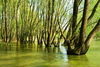 Nationalpark Donau-Auen