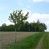 Radewitzer Höhe bei Nossen