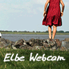 Elbe-Webcam