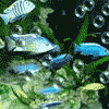 Aquarienbau Bernd Neu, Bad Neuenahr-Ahrweiler, Aquariums