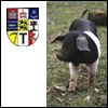 F&ouml;rderverein Angler Sattelschwein e.V.
