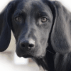 K-9 Suchhundezentrum Nord Rendsburg Eckernförde Kiel, Fleckeby, szkolenie psów