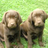 Labrador vom Reetschlößchen