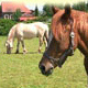 Reitverein Rosdorf v. 1999 e.V., Rosdorf, Jahalni �port