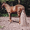 Stable Orion, Bremervörde, Reitsport