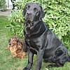 Welpenspielschule mit Aika und Nemo, Schwielowsee, Hundeschule